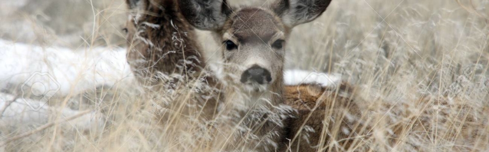 7535173-mule-deer-lower-klamath-national-wildlife-refuge