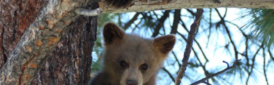 BearValley_Bears_Resized